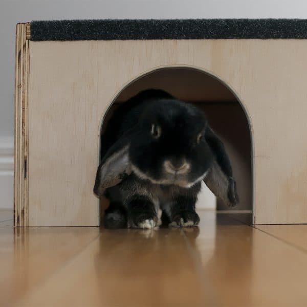 Rabbit running out of freestanding tunnel (Popp)