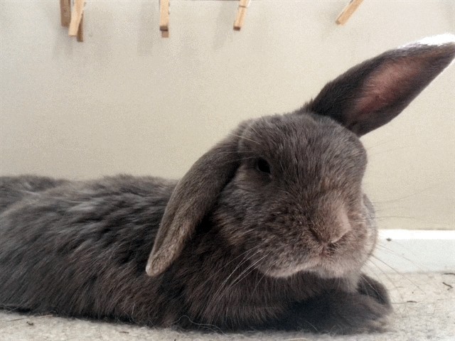 Pippa the rabbit with her helicopter ears chilling out