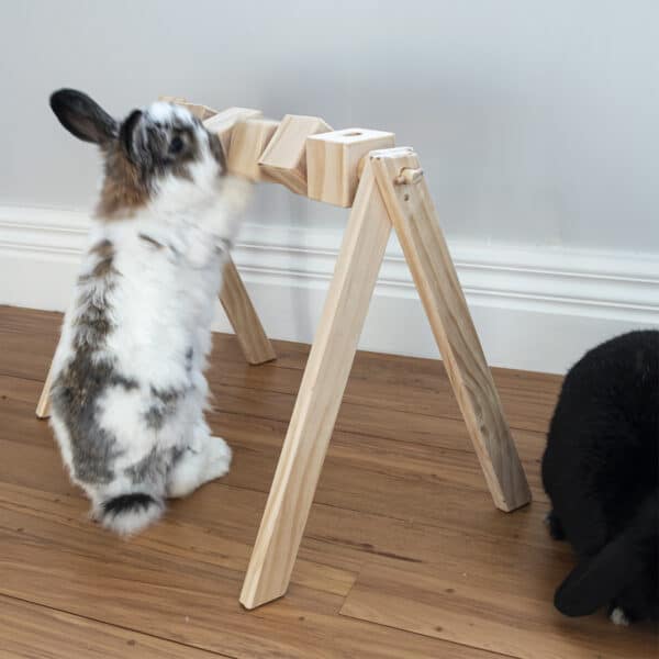 Bunny pellet gym with rabbit playing