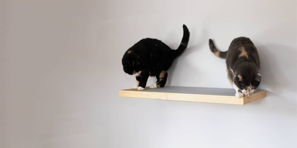 Savannah and Cleo on our wall mounted cat furniture - scratcher shelf